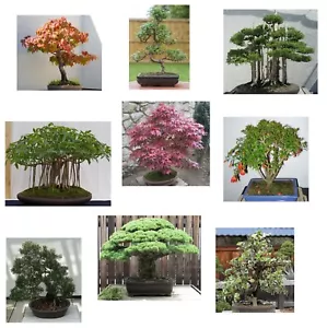 SAMEN Saatgut 9 leicht zu ziehende Sorten großer Bonsai Anfänger Set Super toll - Bild 1 von 1