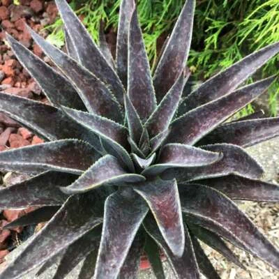 Thunderbird Mangave STARTER Plant Agave/Manfreda Hybrid PURPLE! 3"+ Wide - Image 1 of 3