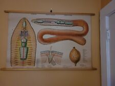 Vintage Denoyer-Geppart Pull-Down Earthworm Educational Chart in Color