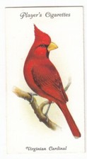 VIRGINIA CARDINAL Vintage 1933 Bird Painting Card