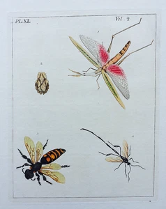 VERY RARE 1773 DRURY Vol.2 CONEHOPPER & WASPS Hand-Colored Copper Plate XL 40 - Picture 1 of 9
