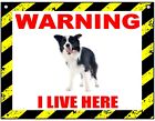 Warning I Live Here - Border Collie - Dog - Metal Sign For Indoor or Outdoor 