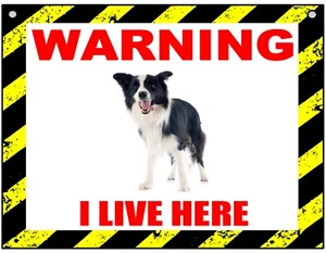 Warning I Live Here - Border Collie - Dog - Metal Sign For Indoor or Outdoor - Picture 1 of 1