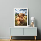 Scottish Highland Cow Photo Canvas Or Poster Print Wall Art Farmhouse Decor