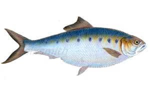 Schellfisch Vintage botanische Illustration feiner Bogen Giclée hochauflösender 8 x 10 Druck - Bild 1 von 2