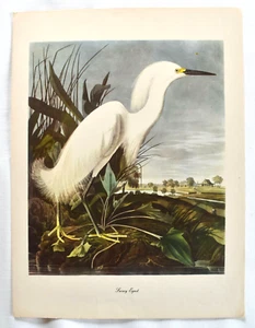 AUDUBON BIRDS OF AMERICA LITHOGRAPH, 1960 - Picture 1 of 2