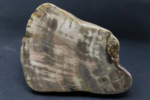 Petrified wood from Entre Rios Province, Argentina (Fluorescent) - Foto 1 di 2