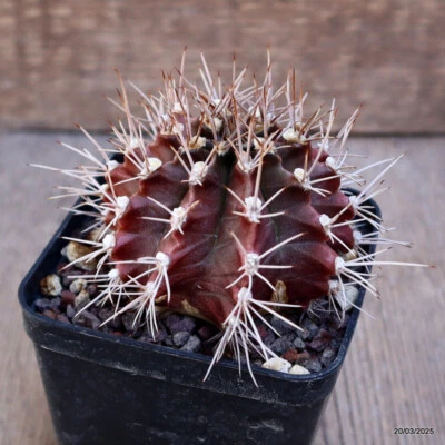 A4510 GYMNOCALYCIUM MIHANOVICHII maceta 9-H6-W7 cm MaMa Cactus Foto 1 de 4