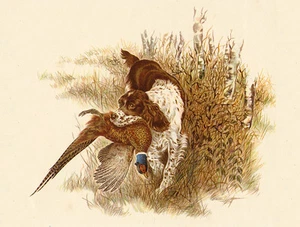 ENGLISCHER SPRINGER SPANIEL BEZAUBERNDER HUND GRUSS NOTIZKARTE HUND APPORTIERT FASAN - Bild 1 von 1