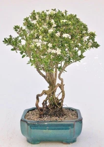 Mount Fuji Serissa Foetida Bonsai Tree Raised Roots Indoor Flower 7 yo 10-12" H - Picture 1 of 5