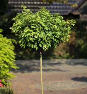 Hochstamm Kugel Feldahorn Nanum 100-125cm - Acer campestre - Bild 1 von 1
