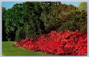 Mobile Alabama Bellingrath Gärten Azaleen Sträucher Postkarte - Bild 1 von 2