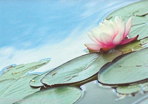 Postkarte: Wunderbare Welt - Seerose (Der Postkartenladen) - Bild 1 von 1