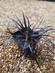 2 x Black Grass Ophiopogon planiscapus 'Nigrescens' Black Mondo. 2 X Bare Root - Picture 1 of 3