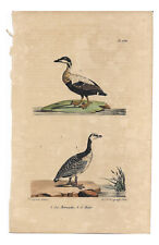 1828 Antique Buffon / Burggraaff - La Bernache, L'Eider Bird Print / Book Plate