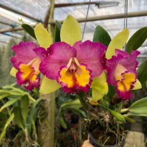 Cattleya Rlc Star Platinum No 2 Live Orchid Plant