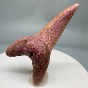 Purple Algae Fossil Isurus praecursor - Ext. Mako Shark Tooth- Santa Fe River FL - Picture 1 of 7
