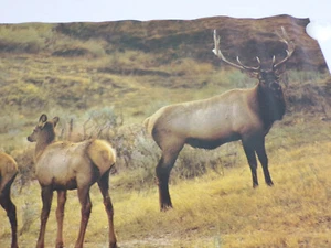Affiche d'art internationale des Amis de la Nature #13 ELK 22"x 16" S. Cassidy photo E25 - Photo 1/7