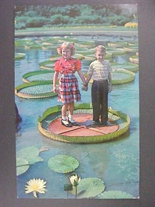 Postal de lirios de agua para niños St. Louis Missouri MO botánicos Shaws años 50-60 - Imagen 1 de 2