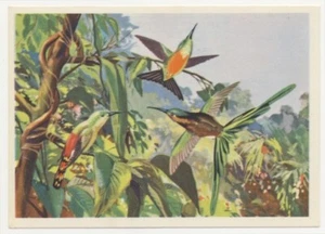 BUNTE KOLIBRIS LATEINAMERIKA IMAGE CARD 1950'S - Picture 1 of 2