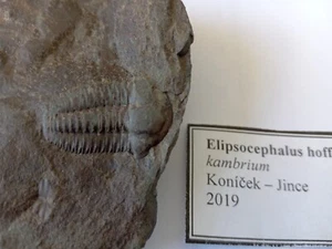 Trilobite Tschechien - Kambrium / Trilobite from Czech cambrian KON2 - Bild 1 von 3