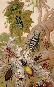 1863 Antique Lithograph, British Beetles and Their Foreign Relatives - Picture 1 of 2