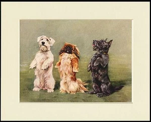 SCOTTISH SEALYHAM TERRIER PEKINGESE LOVELY DOG PRINT MOUNTED READY TO FRAME - Picture 1 of 1
