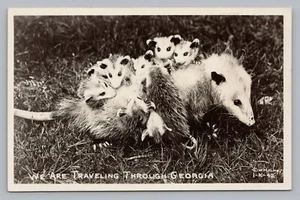 We Are Traveling Through Georgia Possum & Babies Vintage RPPC Photo Postcard P17 - Picture 1 of 2