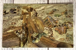 Petrified Forest National Monument Highway 66 Northern Arizona AZ Postcard - Picture 1 of 2