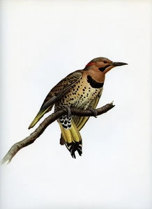 J F Lansdowne YELLOW SHAFTED FLICKER wild bird illustration 1968 vintage print - Picture 1 of 4