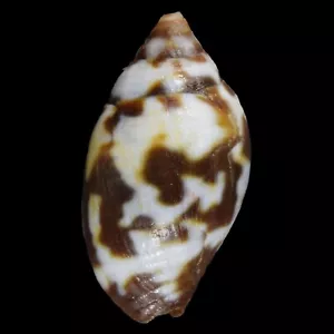 MITRA (Strigatella) LITTERATA (Mactan Isl., Philippines) 12.4mm #47674 - Picture 1 of 3