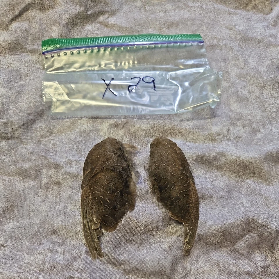 1 комплект перепелиных крыльев - x29 - Изображение 1 из 1