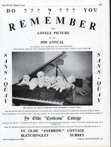 MAREMMA DOG 1955 DOG BREED ADVERT PAGE SANS-QUAY KENNELS  - Picture 1 of 1