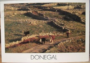 Irish Postcard DONEGAL Cattle Cow Walls Insight Ireland Peter Zöller Zoller 1995