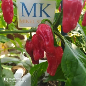 Paprika Füszer Csipös, Hungria, 10 Semillas, Capsicum annuum,(194) - Picture 1 of 1