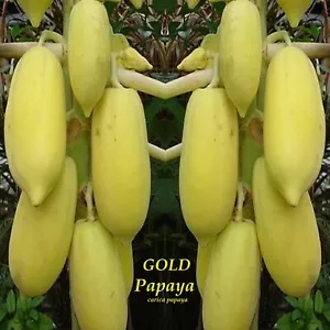 ~BUNJUI GOLDEN PAPAYA~ Giant Yellow Carica papaya Hybrid Laos Cultivar 10 SEEDS - Picture 1 of 11