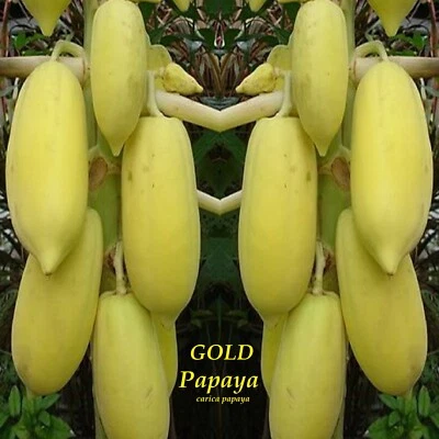 ~BUNJUI GOLDEN PAPAYA~ Giant Yellow Carica papaya Hybrid Laos Cultivar 10 SEEDS - Image 1 of 4