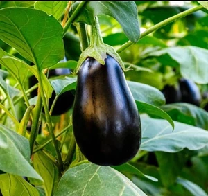 Bonica Eggplant 50 Seeds | Large Glossy Fruit – Heirloom Variety - Picture 1 of 3
