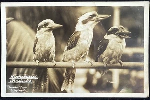1937 Vintage Australia Real Photo Postcard Kookaburras Australia Birds Sydney - Picture 1 of 5