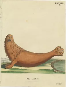 Original Antique Print of a Steller Sea Lion - Picture 1 of 1