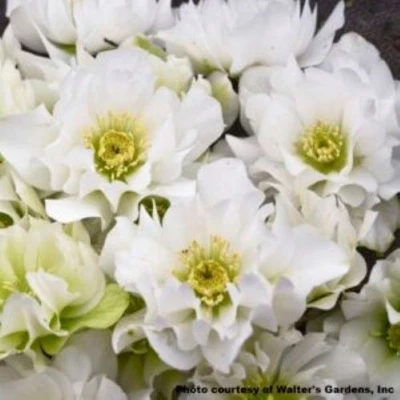 Hellebore Wedding Bells: Established Gal Size Perennial, Winter/Early Spring - Image 1 of 4