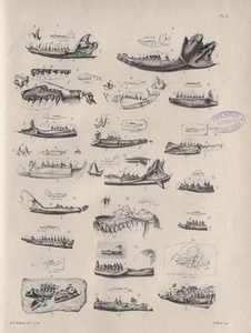 OWEN Monograph of the Fossil Mammalia of the Mesozoic Formations 1871 - Picture 1 of 4