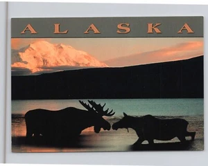Küssende Maus Reittier Berg McKinley im Hintergrund Sonnenaufgang Sonnenuntergang Alaska AK Postkarte - Bild 1 von 2