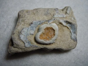 Plusieurs fossiles et yeux dans la matrice ancienne pierre de chert du Kansas États-Unis 25 grammes - Photo 1/12