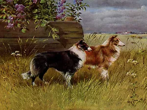 ROUGH COLLIE ZWEI HUNDE CHARMANTE HUNDE GRÜSSE NOTIZKARTE - Bild 1 von 1