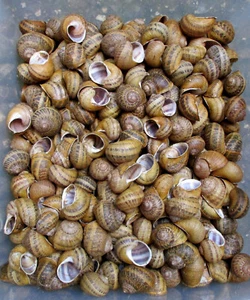 100 Stück Weinberg Schneckenhäuser 4-6cm /Weinbergschnecken - Bild 1 von 1