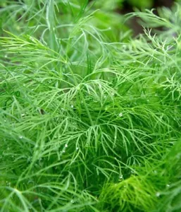 Dill 2.000 Samen Anethum graveolens Garten Küchen Kräuter Gewürz Bienenweide - Bild 1 von 1