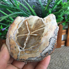 182g Beautiful Polished Petrified Wood  Crystal Slice Madagascar mh695