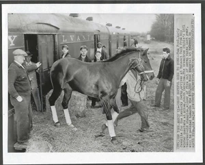 1952 - TOM FOOL arriva a Belmont Park - 10" x 8" - Foto 1 di 1