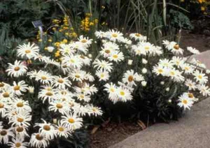 10 x DWARF SHASTA DAISY - Chrysanthemum maximum - Perennial - Picture 1 of 2